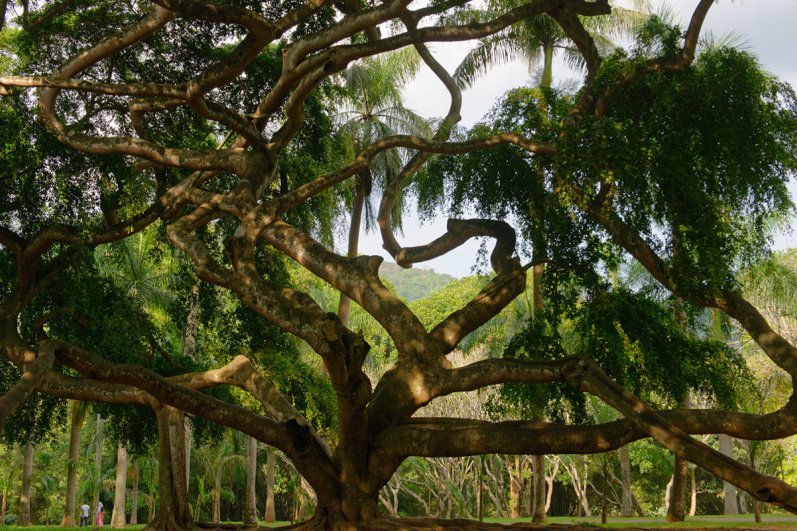 Royal Botanic Gardens