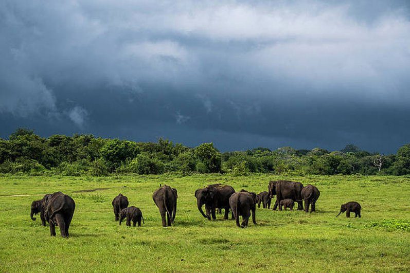 Minneriya National Park