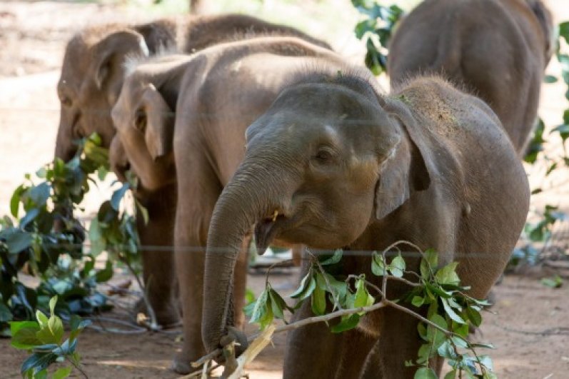 Udawalawa Elephant Transit Home