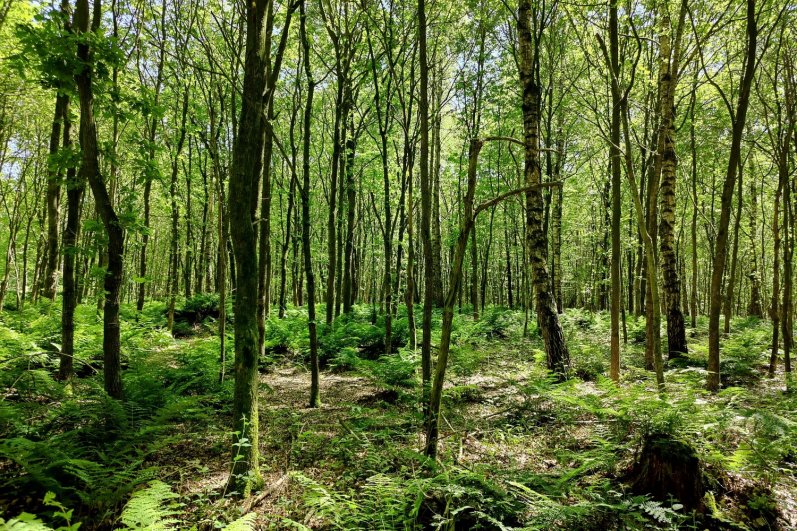 Sinharaja Forest Reserve