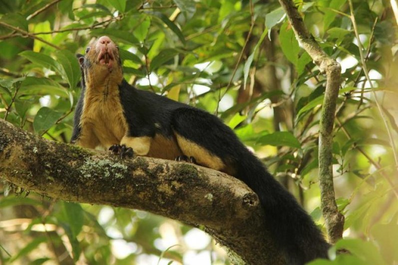 Sinharaja Forest Reserve