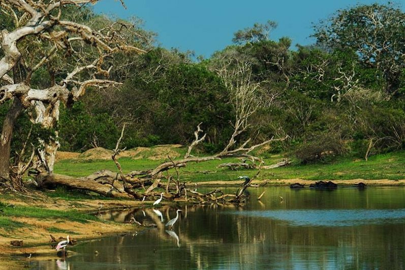 Kumana National Park
