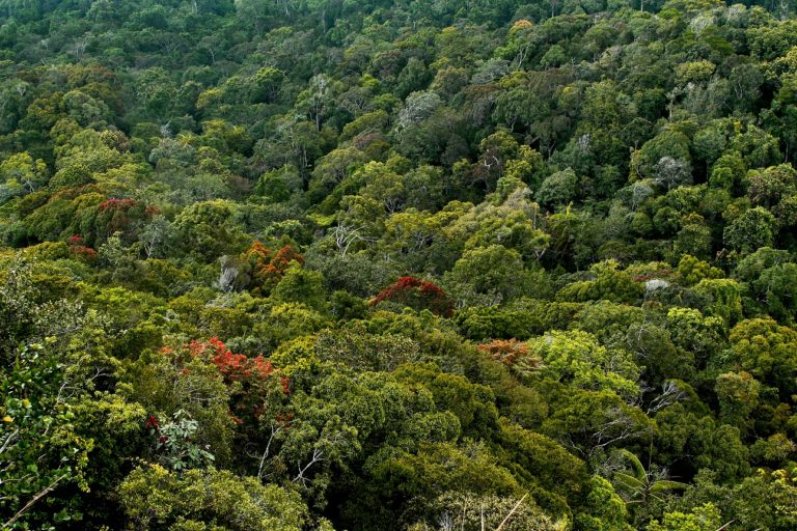 Sinharaja Forest Reserve