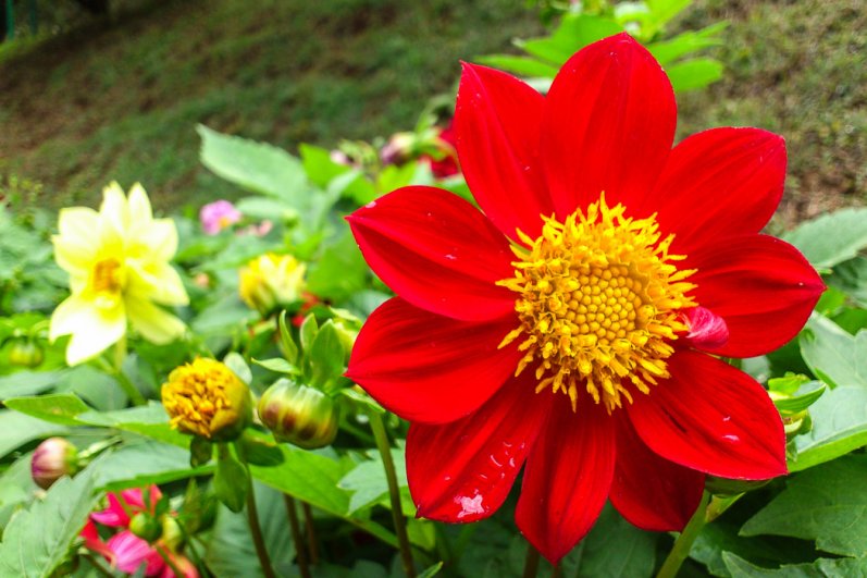 Hakgala Botanical Gardens