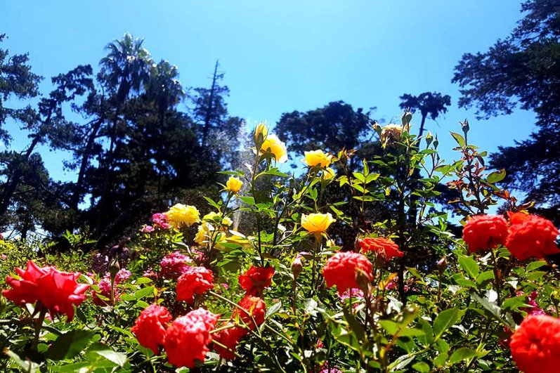 Hakgala Botanical Gardens