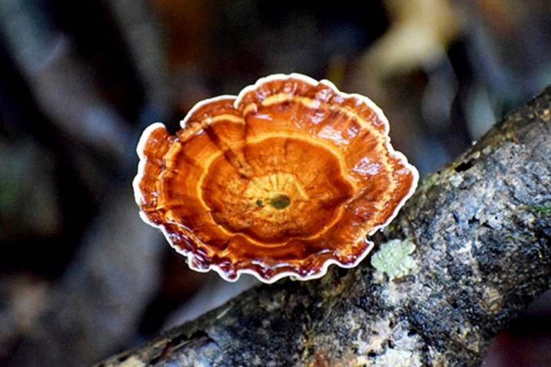 Sinharaja Forest Reserve