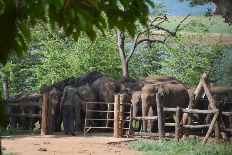 Udawalawa Elephant Transit Home