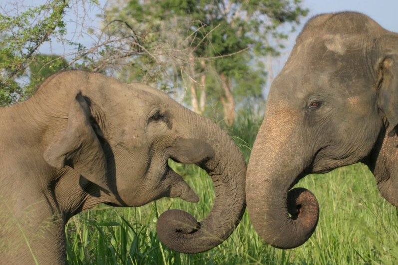 Minneriya National Park