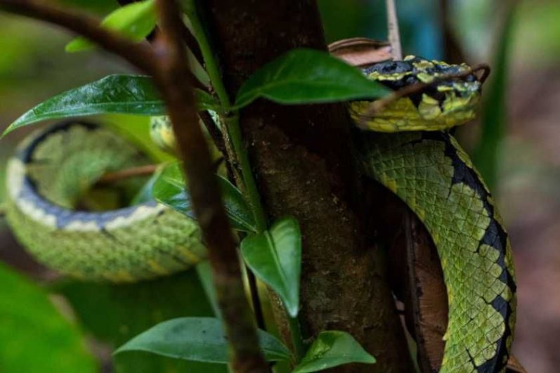 Sinharaja Forest Reserve