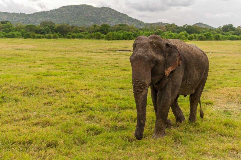 Minneriya National Park