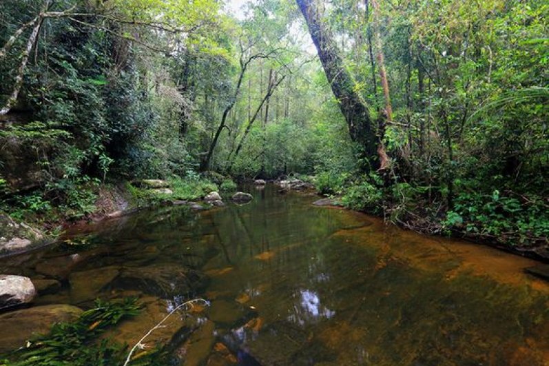 Sinharaja Forest Reserve