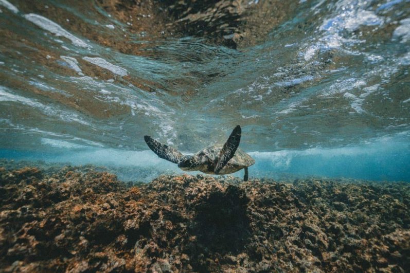 Mirissa Beach and whales watching