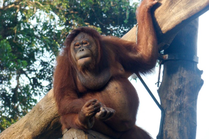 Dehiwala Zoological Garde