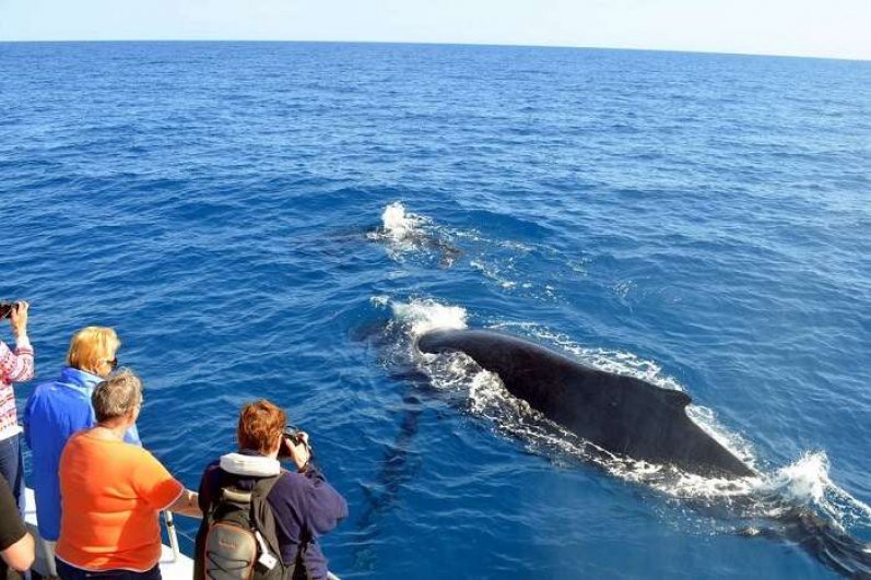 Mirissa Beach and whales watching