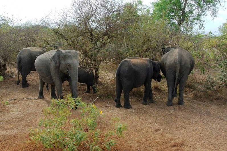 Udawalawa Elephant Transit Home