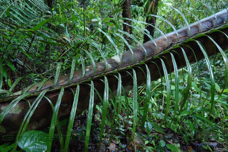 Sinharaja Forest Reserve