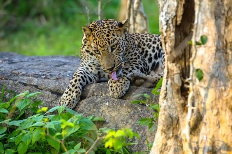 Kumana National Park