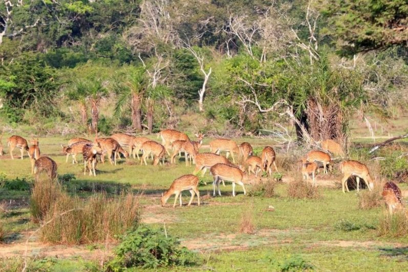 Wilpattu National Park
