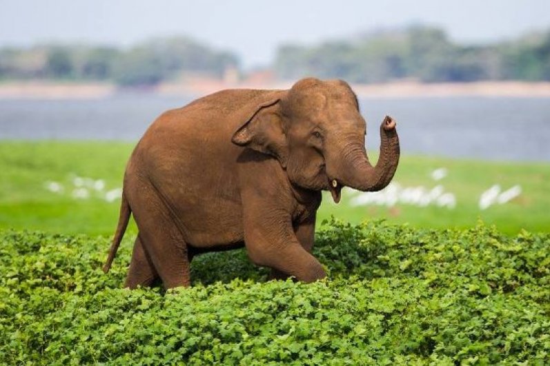 Minneriya National Park