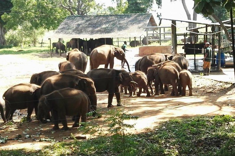 Udawalawa Elephant Transit Home