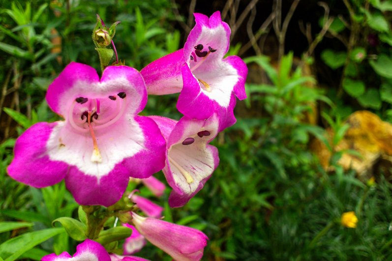 Hakgala Botanical Gardens