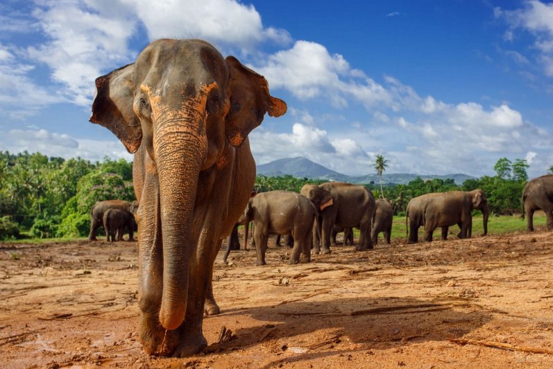 Udawalawa Elephant Transit Home