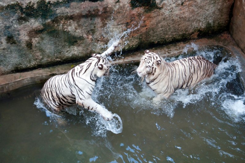 Dehiwala Zoological Garde