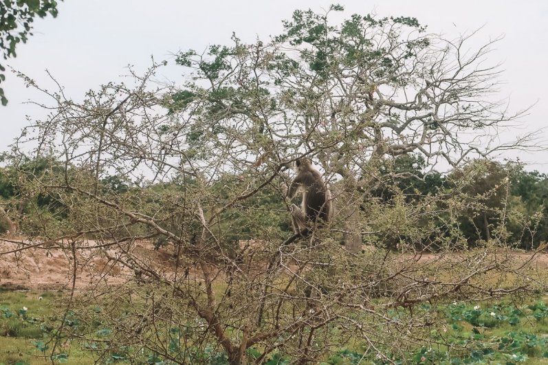 Wilpattu National Park