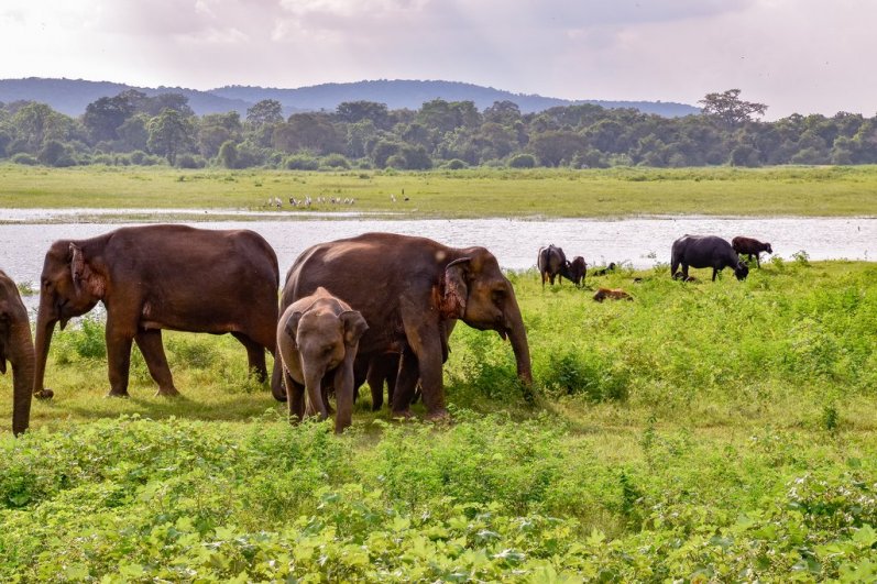 Udawalawa Elephant Transit Home