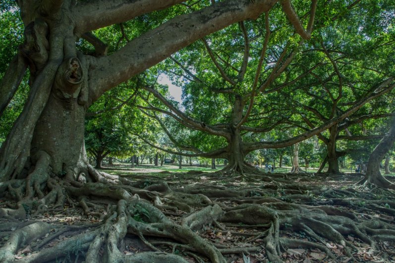 Royal Botanic Gardens