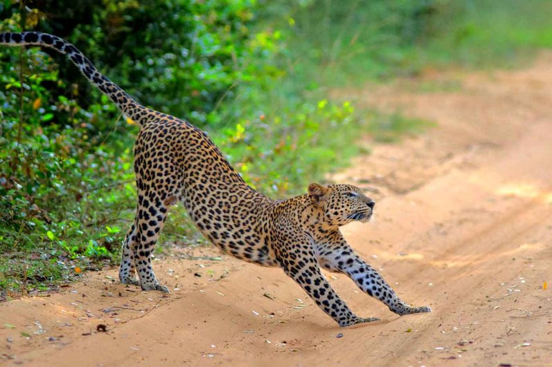 Wilpattu National Park