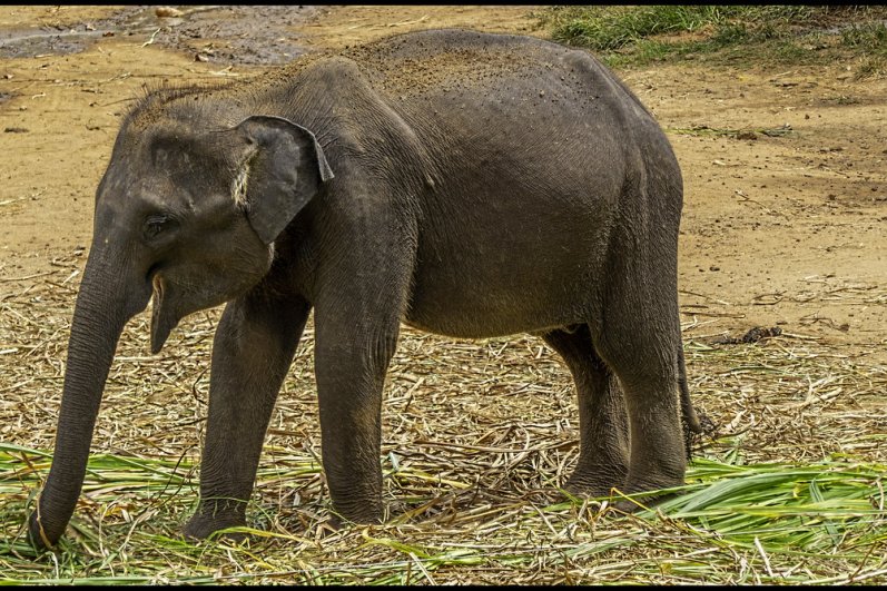 Udawalawa Elephant Transit Home