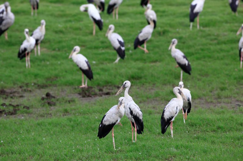 Minneriya National Park