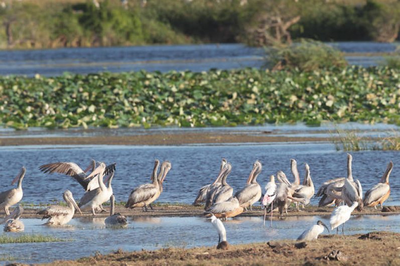 Kumana National Park