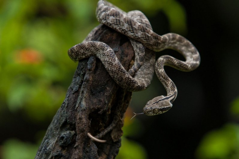 Udawalawe National Park Safari