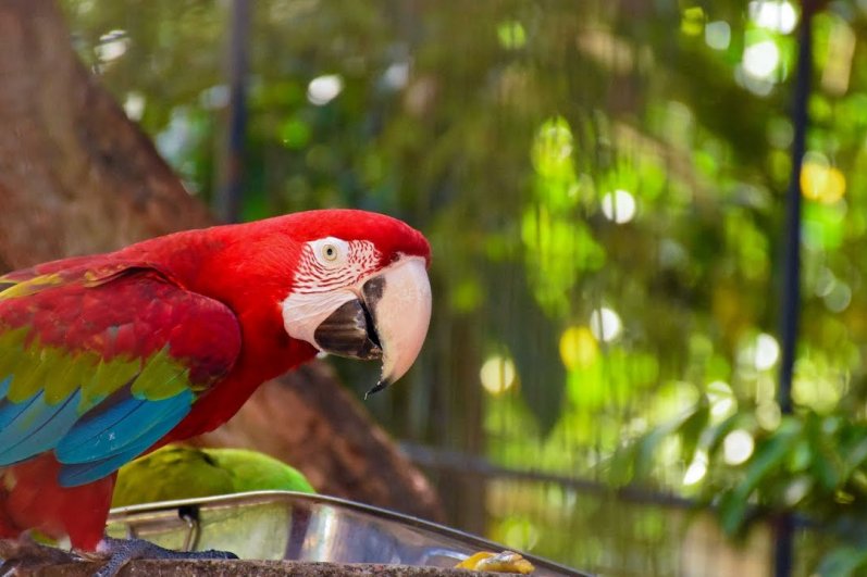 Dehiwala Zoological Garde