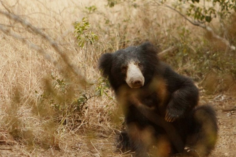Minneriya National Park