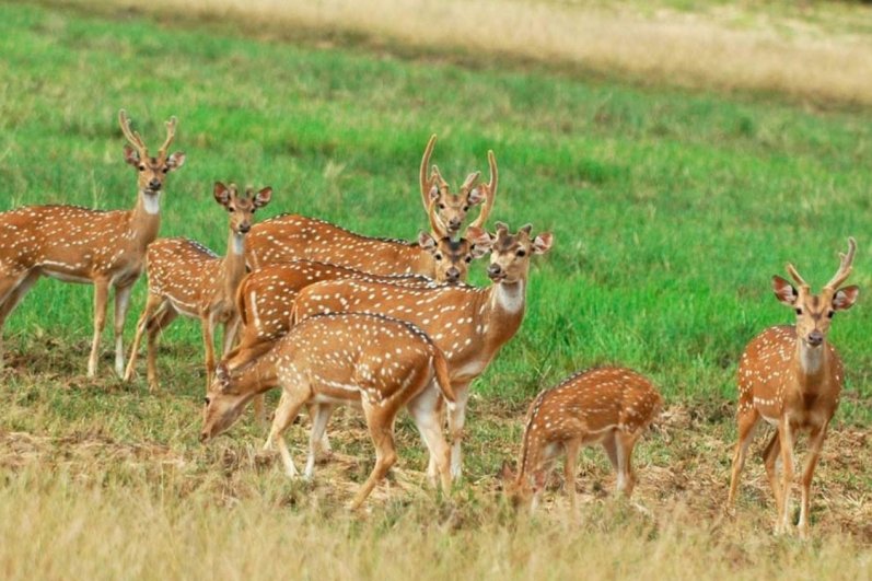 Minneriya National Park