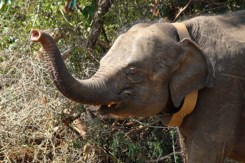 Udawalawa Elephant Transit Home