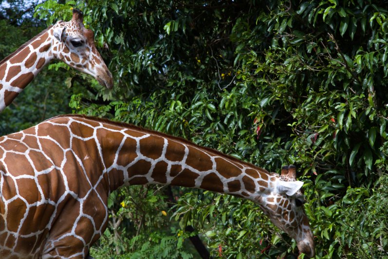Dehiwala Zoological Garde