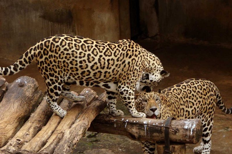 Dehiwala Zoological Garde