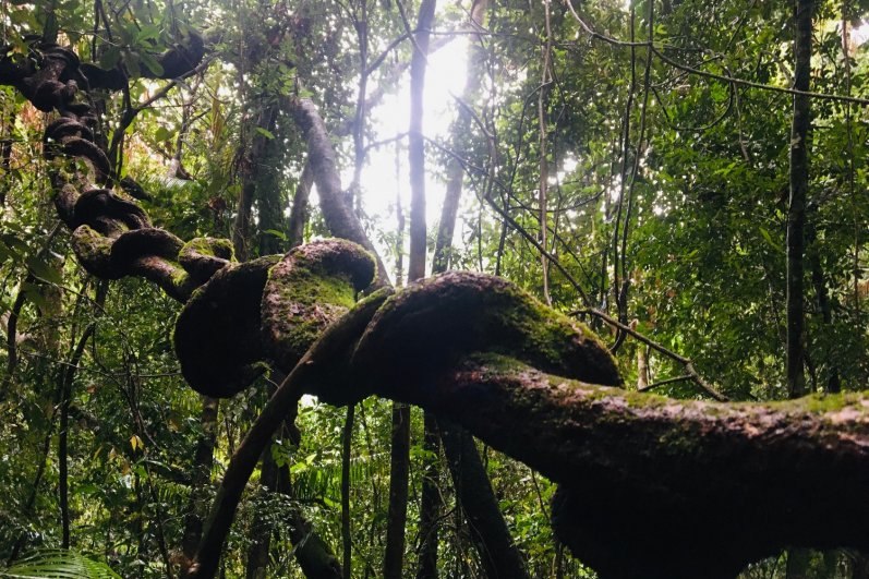 Sinharaja Forest Reserve