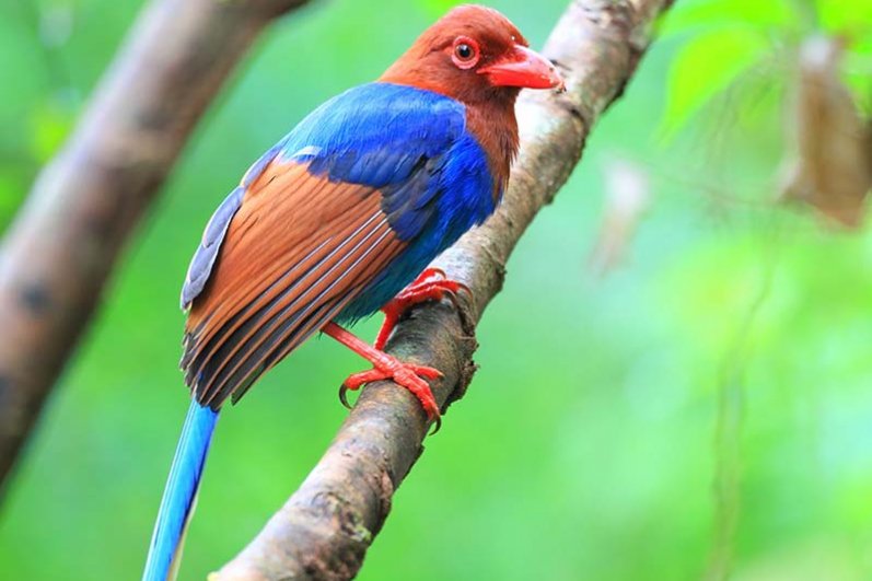 Sinharaja Forest Reserve