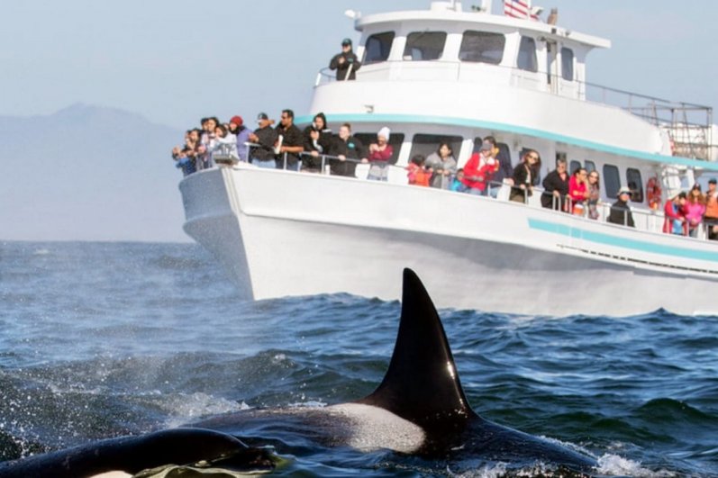 Mirissa Beach and whales watching