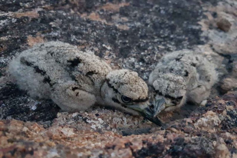 Kumana National Park