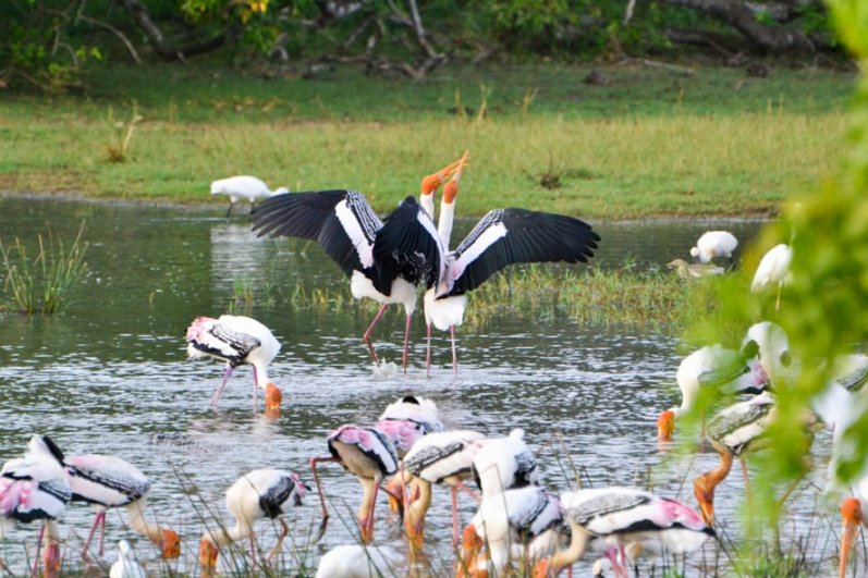 Kumana National Park