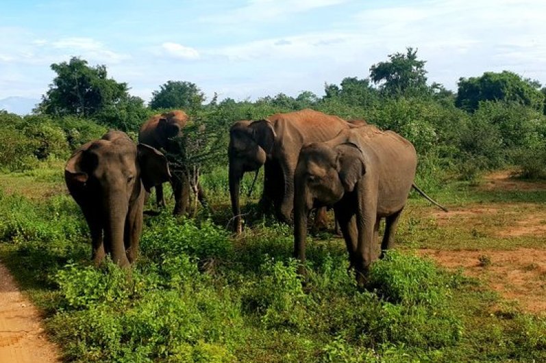 Udawalawa Elephant Transit Home