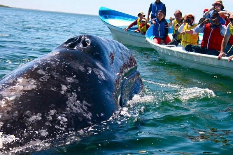 Mirissa Beach and whales watching