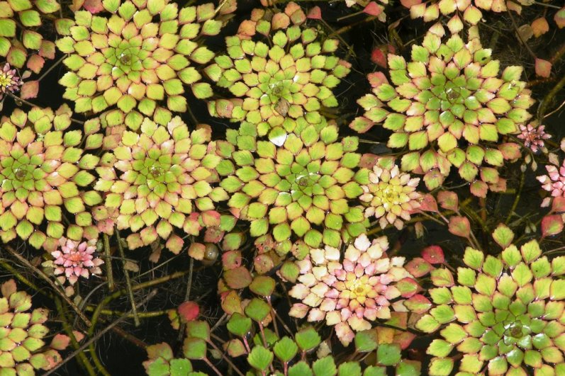 Royal Botanic Gardens