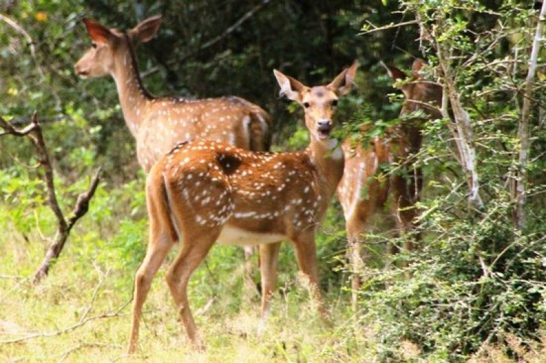 Wilpattu National Park